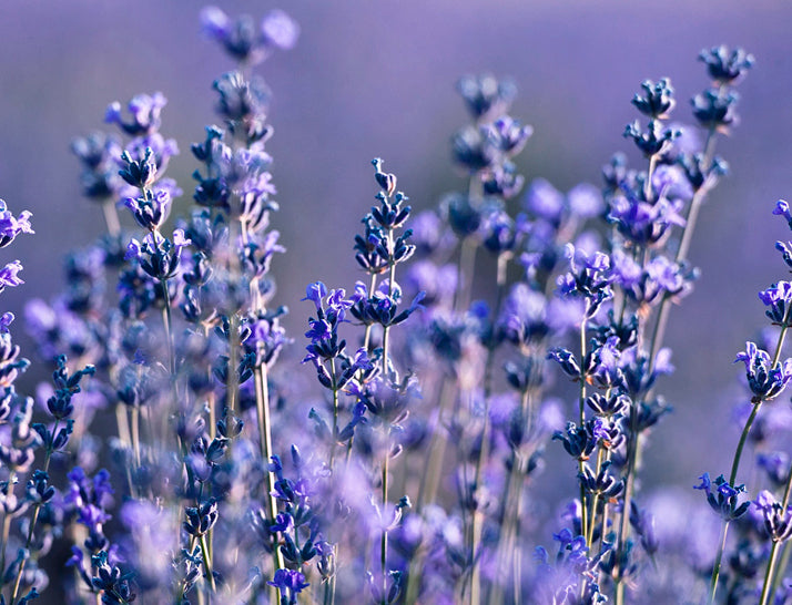 lululun organic lavender flower