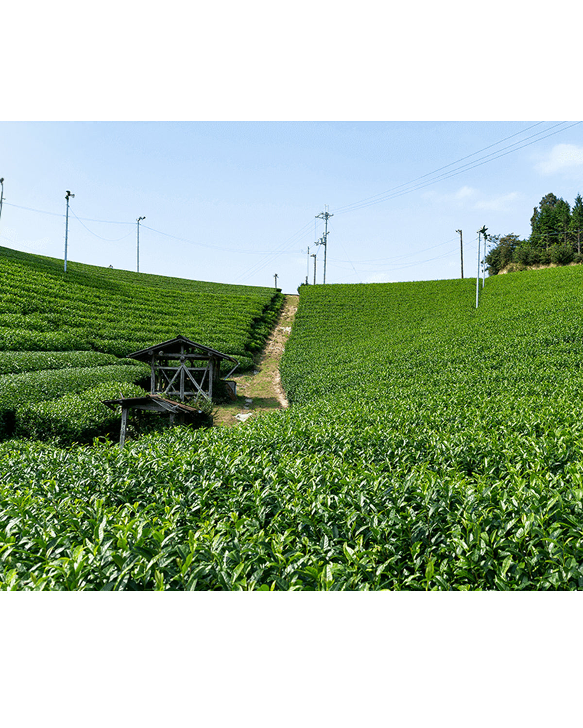 kyoto green tea field