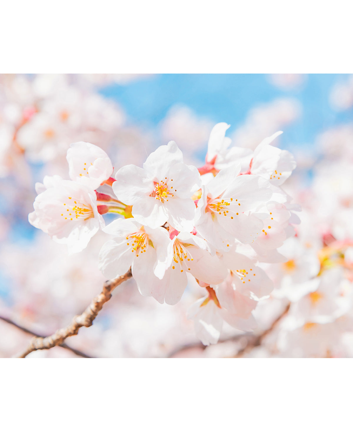 sakura