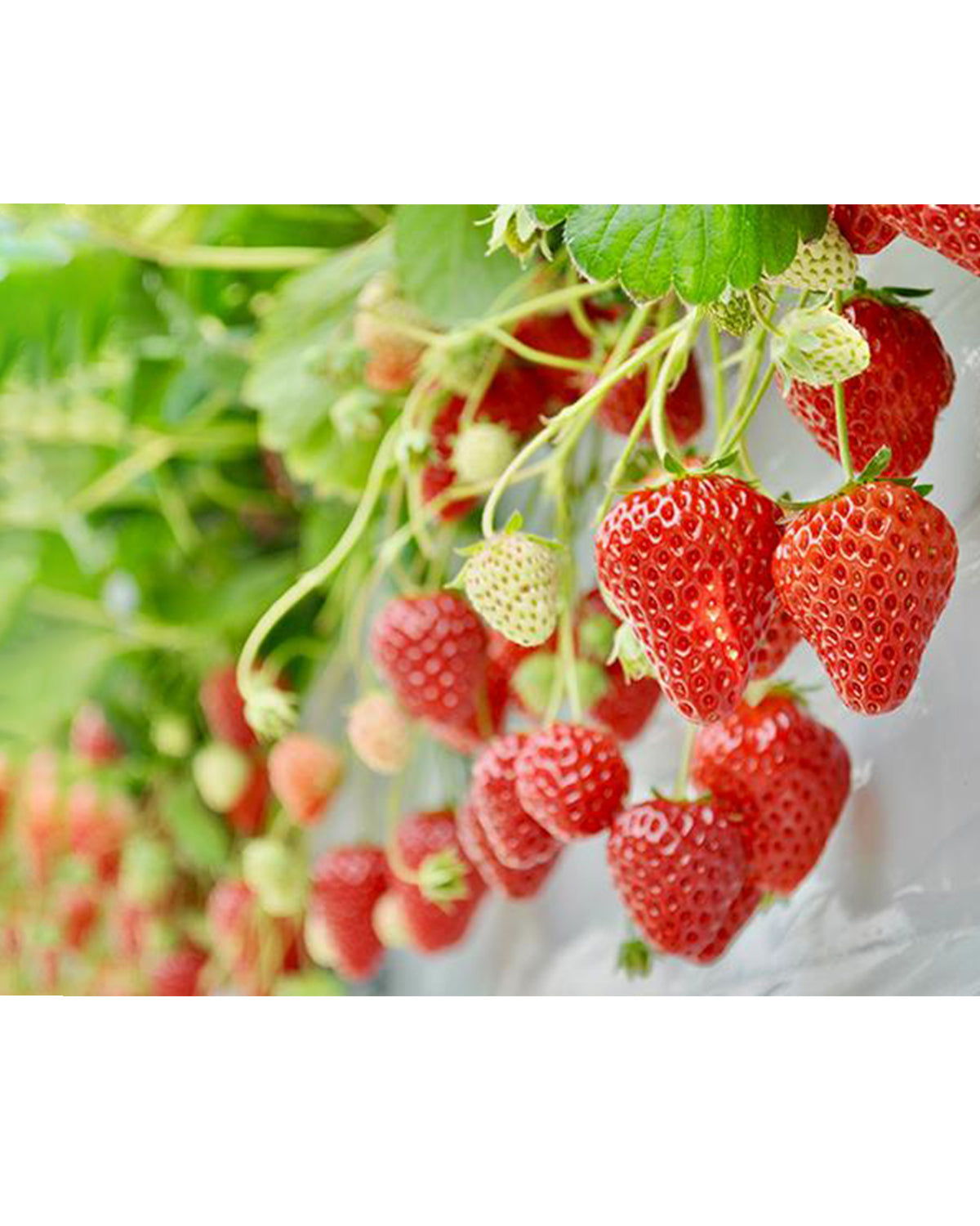 lululun premium tochiotome strawberry