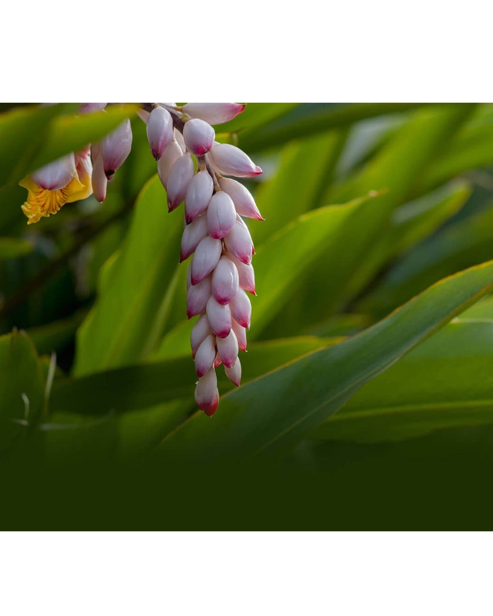 shell ginger