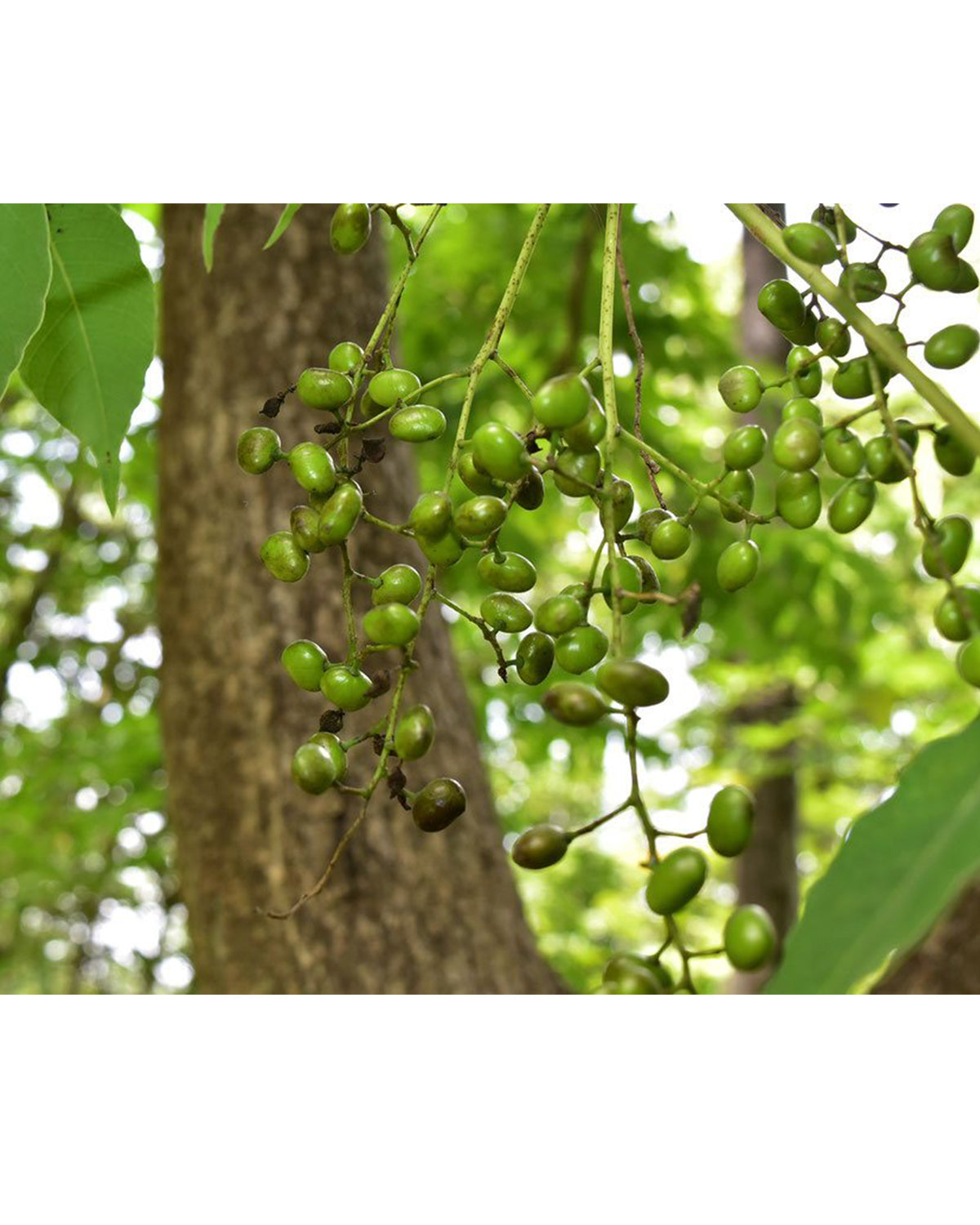 lululun premium olive fruits image