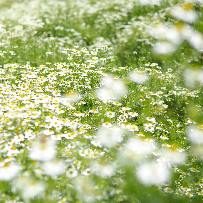 precious balance herbal image