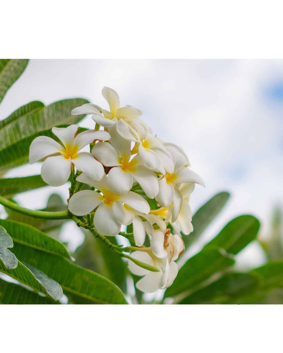 plumeria