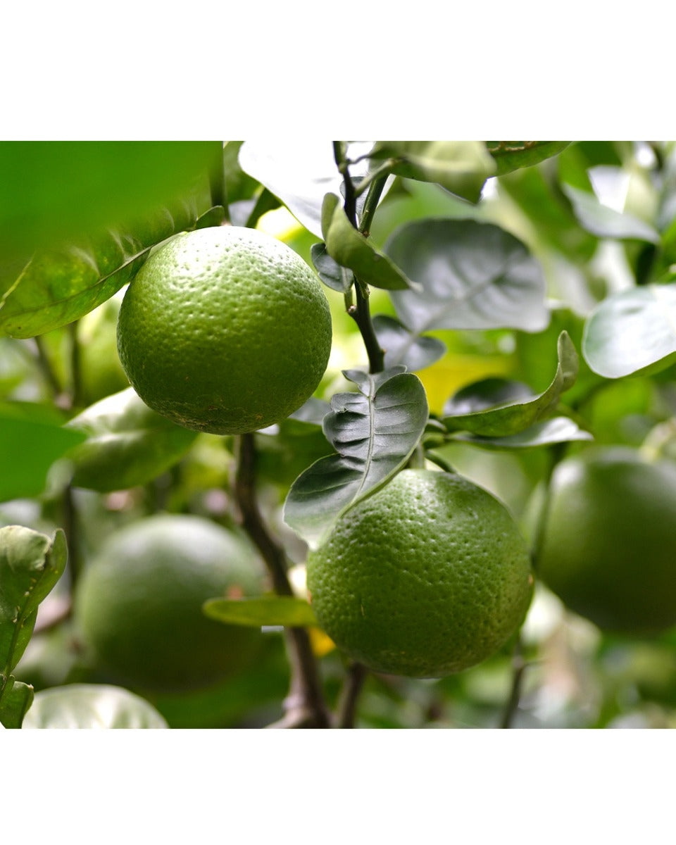 kabosu citrus