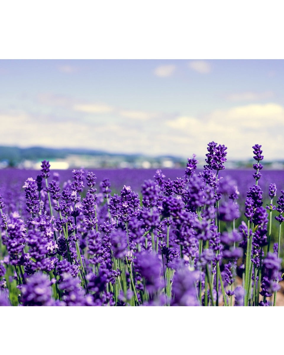 lavender