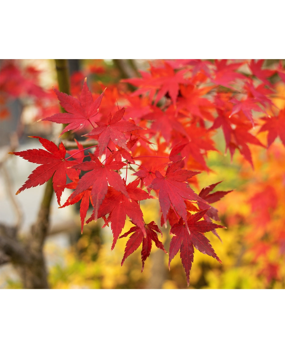 maple