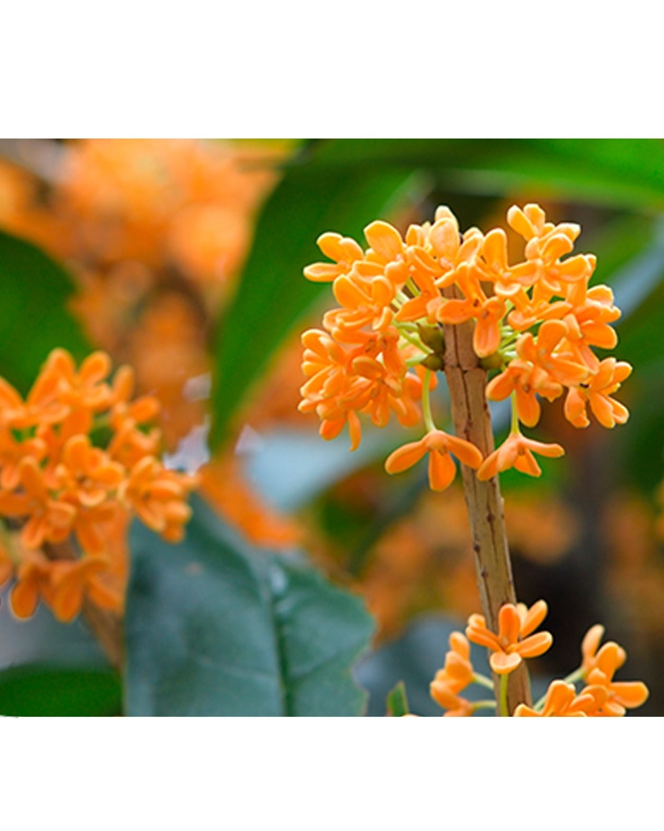 osmanthus