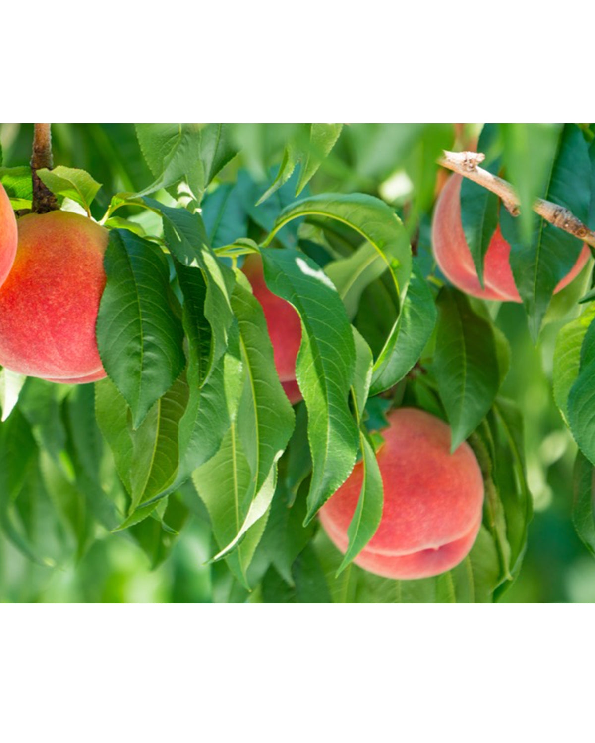 peach