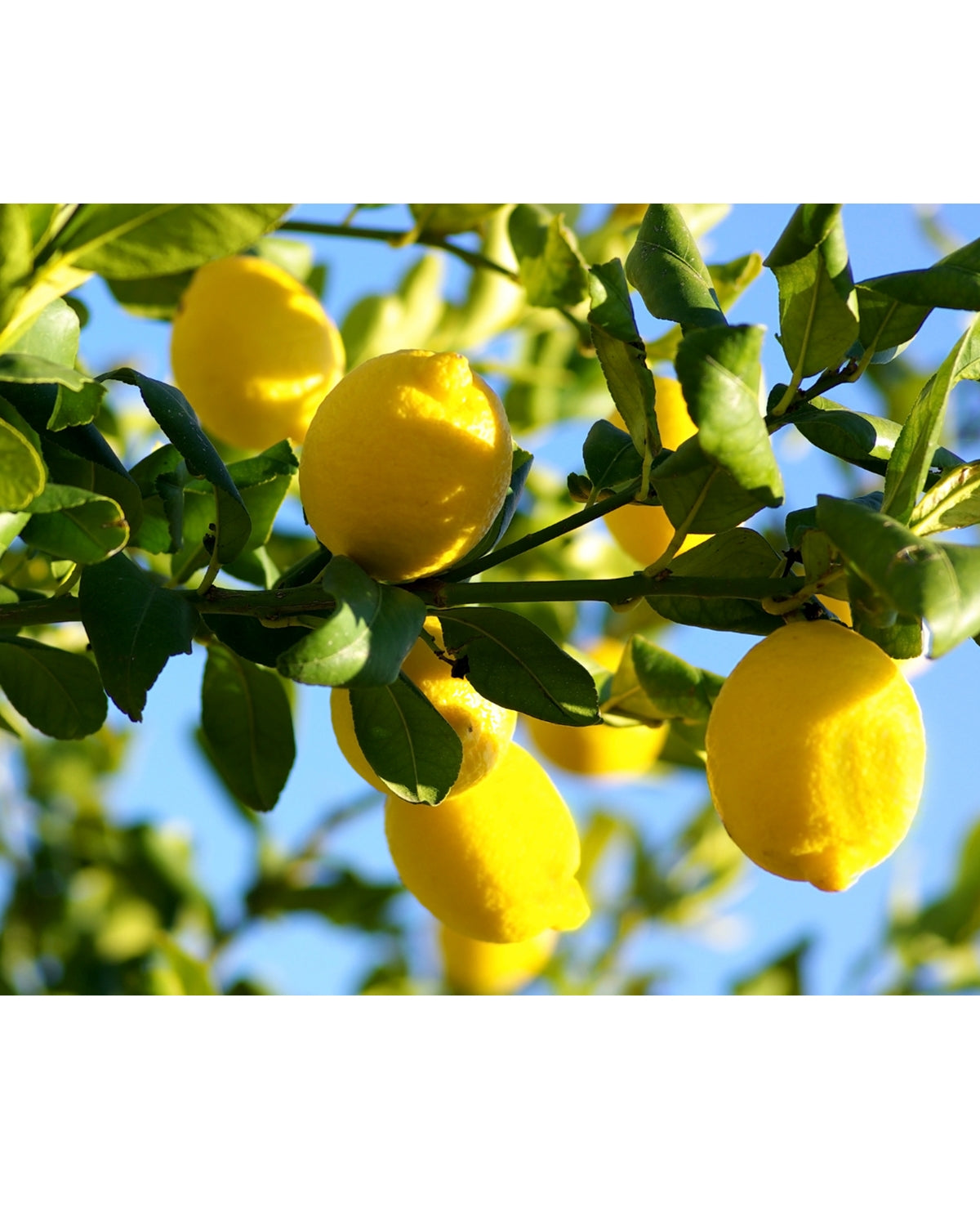 lemon