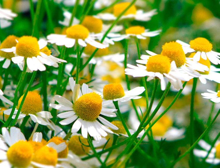 Organic Sheet Mask, Chamomile For Smooth Skin (5 Sheets)