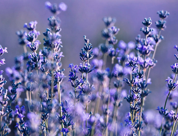 Organic Sheet Mask, Lavender For Fluctuating Skin (5 Sheets)