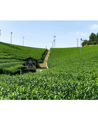 Travel Lululun Sheet Mask, Kyoto GREEN TEA