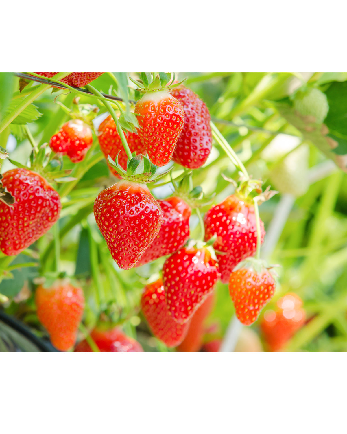 Travel Lululun Sheet Mask, Amaou Strawberries