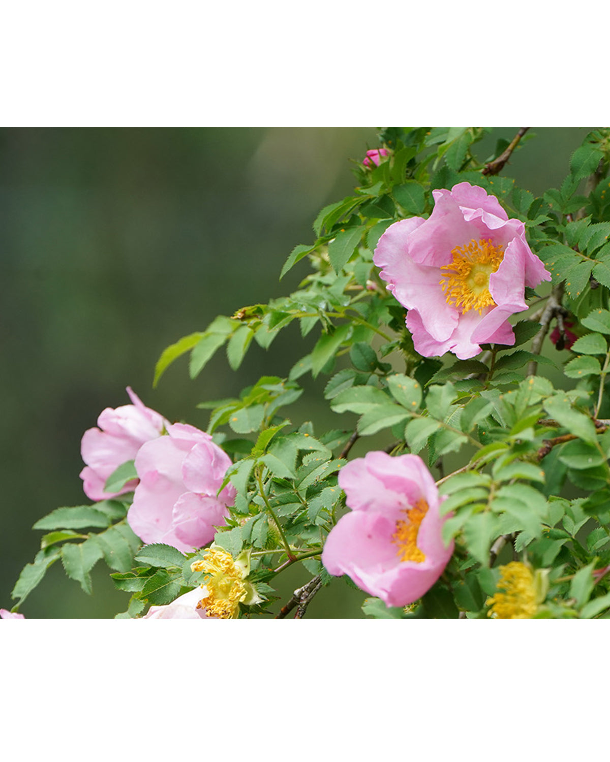 Travel Lululun Sheet Mask, HAKONE ROSE