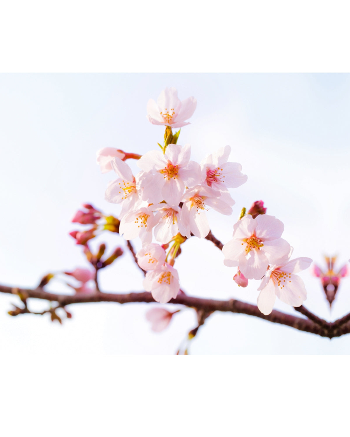 Premium Sheet Mask, Spring Sakura